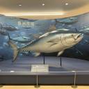 修学旅行最終日‼︎　豊洲市場見学